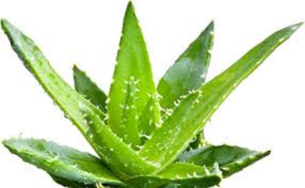 Aloe 1