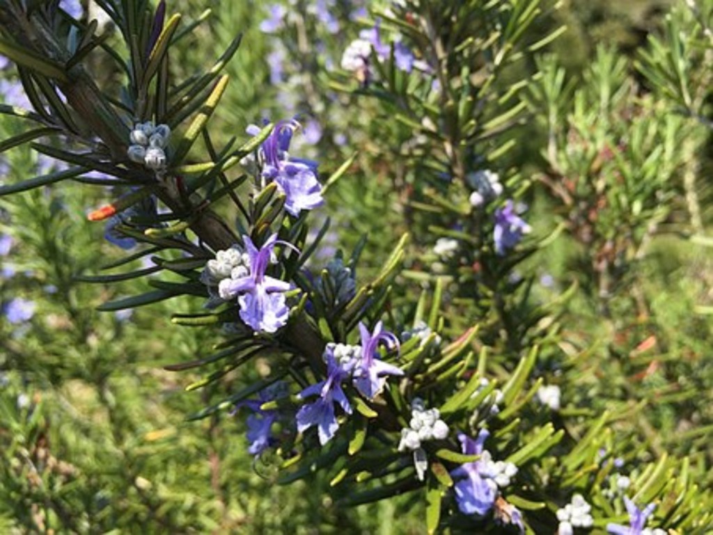 rosemary