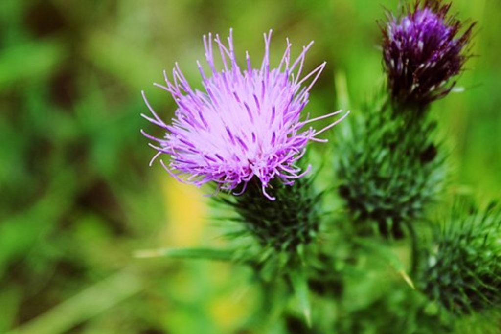 Milk Thistle